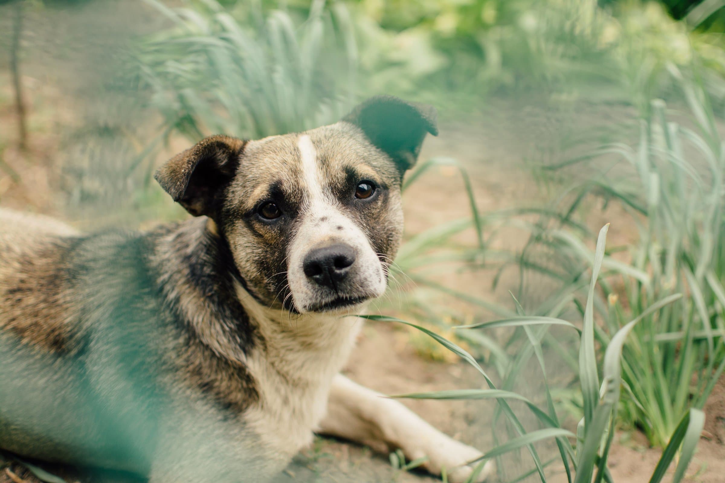 Dog lying in tall grass looking at the camera