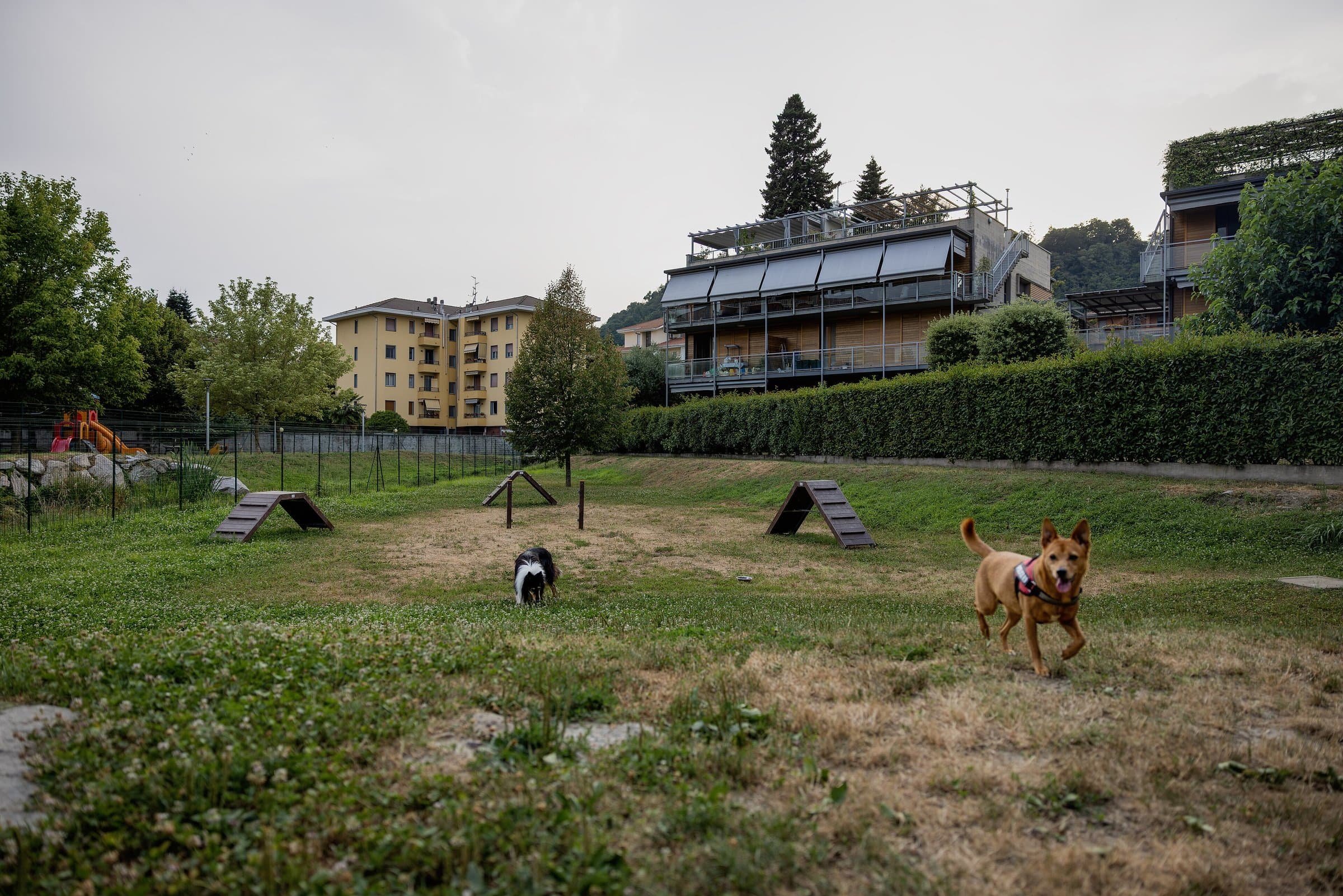 Two dogs playing among wooden agility ramps in a fenced dog park beside apartment buildings