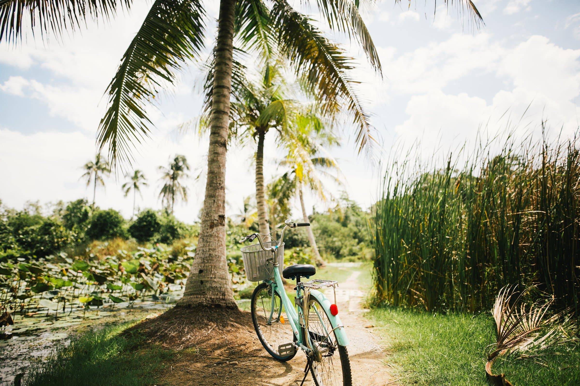Bicycle parked on a path lined with palm trees and tall reeds